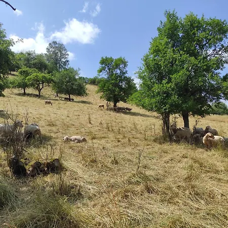 Im Schwarzwald Casa vacanze *