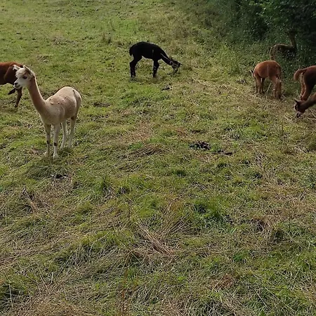 Im Schwarzwald Casa vacanze *